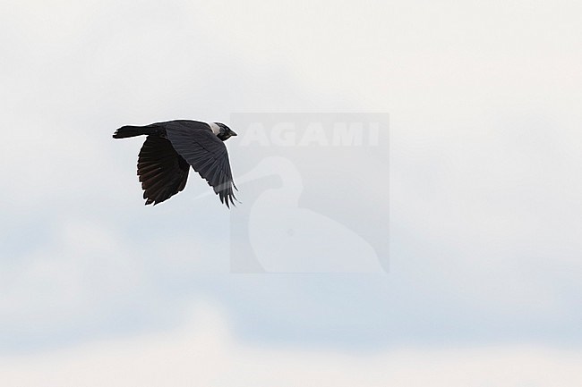 Daurian Jackdaw - Corvus dauuricus - Elsterdohle, Russia (Baikal), adult stock-image by Agami/Ralph Martin,