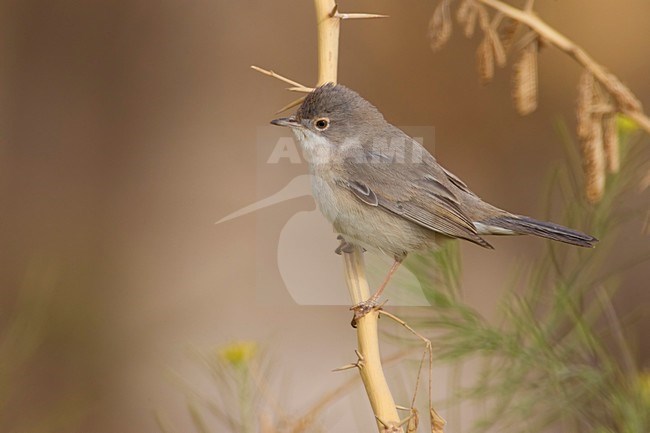  Female Ménétries's Warbler (Sylvia mystacea) during spring in Kuwait. stock-image by Agami/Daniele Occhiato,
