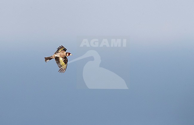 Worn adult European Goldfinch (Carduelis carduelis) in flight over the Bugarian coast at the Black sea. stock-image by Agami/Marc Guyt,