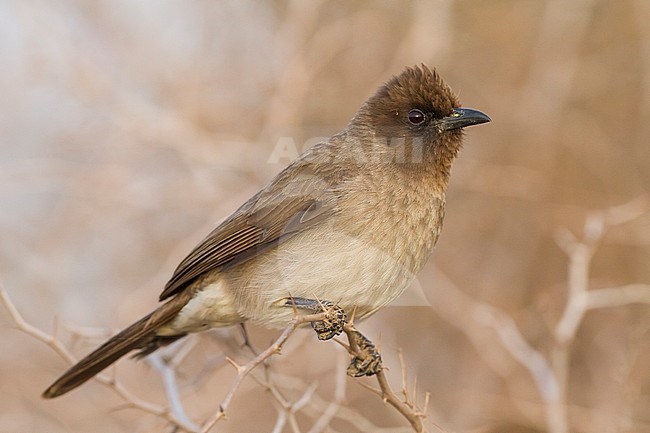 Common Bulbul - Graubülbül - Pycnonotus barbatus ssp. barbatus, Morocco stock-image by Agami/Ralph Martin,