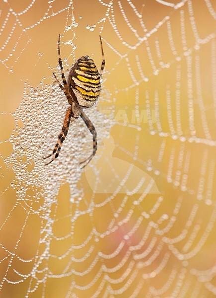 Wespenspin in web; Wasp spider in web stock-image by Agami/Han Bouwmeester,