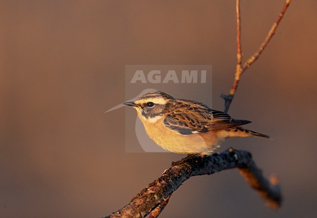Volwassen mannetje Paapje in zomerkleed; Adult male Winchat in breeding plumage stock-image by Agami/Markus Varesvuo,