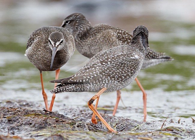 Juveniele Zwarte Ruiter; Juvenile Spotted Redshank stock-image by Agami/Markus Varesvuo,