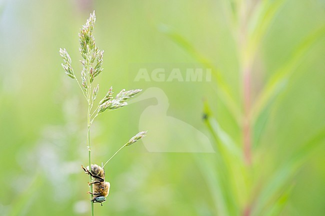 Melitturga sp., Schwebebienen, Russia (Baikal), imago stock-image by Agami/Ralph Martin,