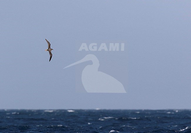 Cape Verde Petrel (Pterodroma feae) flying fast over the Atlantic Ocean off Cape Verde Islands. stock-image by Agami/Dani Lopez-Velasco,