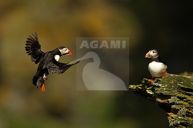 Papegaaiduiker landend op een klif, Atlantic Puffin landing on a cliff top. stock-image by Agami/Danny Green,