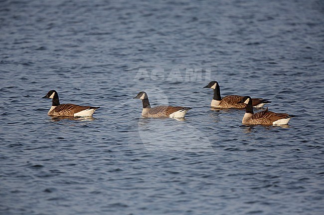 Zwemmende Canadese gans; swimming Canada Goose stock-image by Agami/Chris van Rijswijk,