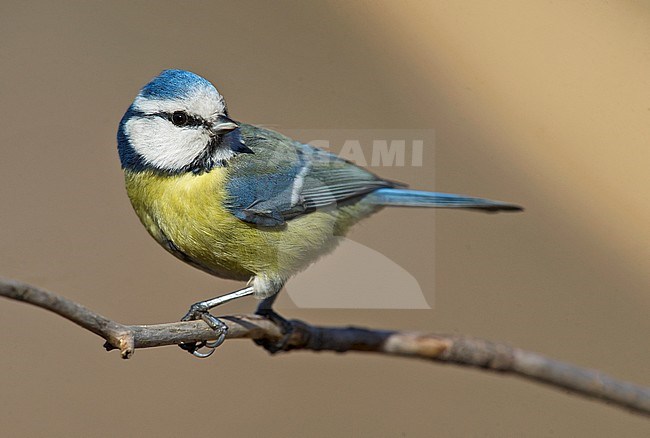 Pimpelmees, Blue Tit stock-image by Agami/Alain Ghignone,