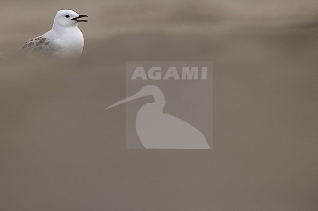 Juvenile Red-billed Gull (Chroicocephalus scopulinus) calling in Tawharanui Regional Park, Auckland, in the north-east of New Zealand, North Island.
 stock-image by Agami/Rafael Armada,