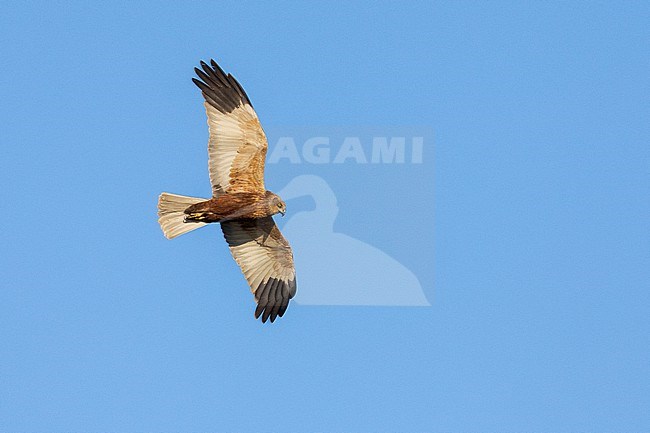 Marsh Harrier (Circus aeruginosus), adult in flight seen from below, Campania, Italy stock-image by Agami/Saverio Gatto,