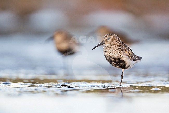 Adult in breeding plumage Dunlin (Calidris alpina) in Wadden Sea of Germany. stock-image by Agami/Ralph Martin,