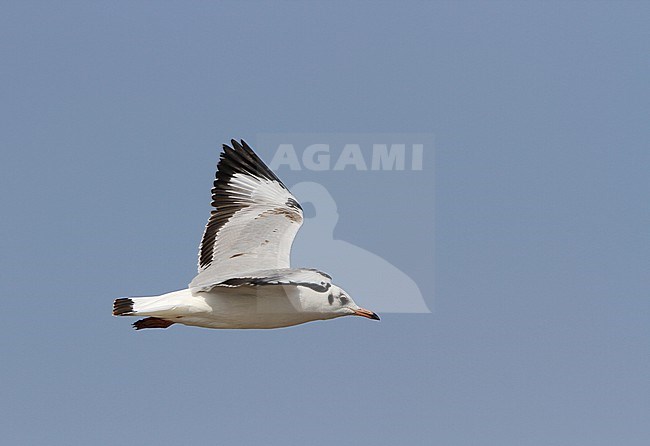 Immature Brown-headed gull, chroicocephalus brunnicephalus, at Bhuj, India. stock-image by Agami/James Eaton,