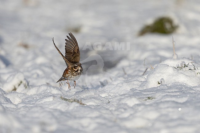 Redwing (Turdus iliacus iliacus) taking off from snow at Rudersdal, Denmark stock-image by Agami/Helge Sorensen,