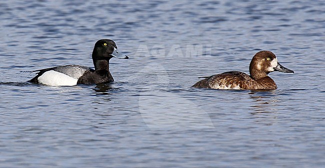 Greater scaup, Aythya marila, in Alaska, United States. Pair together, swimming in a lake. stock-image by Agami/Dani Lopez-Velasco,