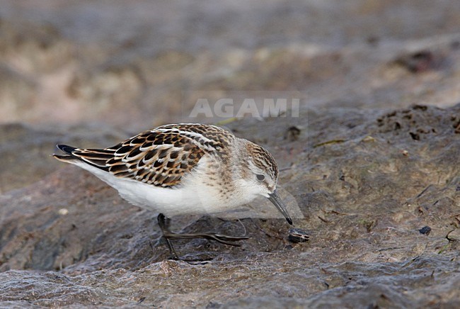 Juveniele Kleine Plevier; Juvenile Little Stint stock-image by Agami/Markus Varesvuo,