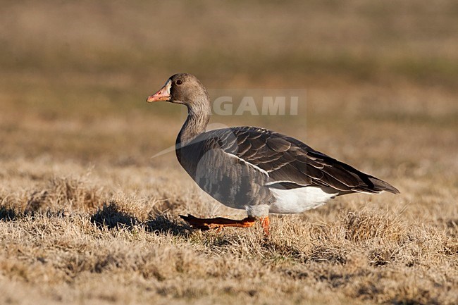 Kolgans in grasland; Greater White-fronted goose in grass land stock-image by Agami/Martijn Verdoes,