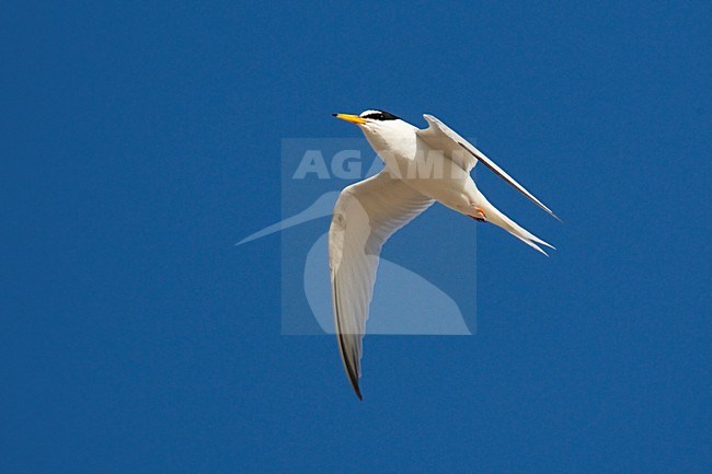 Dwergstern volwassen vliegend; Little Tern adult flying stock-image by Agami/Jari Peltomäki,