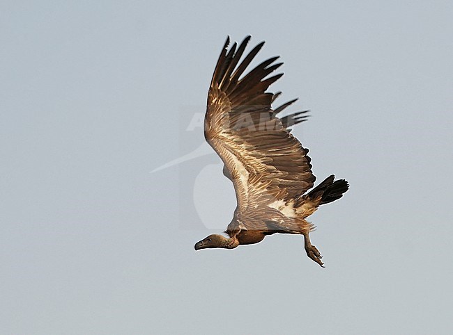 Endangered White-backed Vulture (Gyps africanus) in flight. stock-image by Agami/Dani Lopez-Velasco,