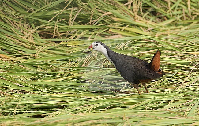 White-breasted Waterhen (Amaurornis phoenicurus) in wetlands in Thailand stock-image by Agami/Helge Sorensen,