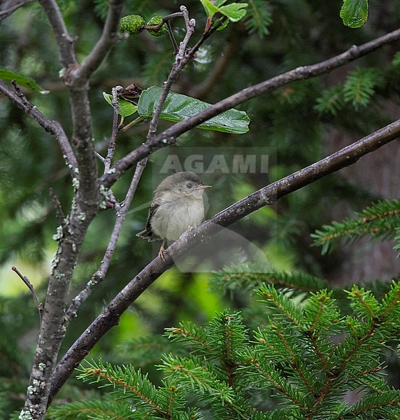 Juvenile Goldcrest (Regulus regulus) perced in a small tree. Goldcrests only retain the juvenile plumage for a few weeks, so it is rare to see a juvenile Goldcrest, stock-image by Agami/Edwin Winkel,