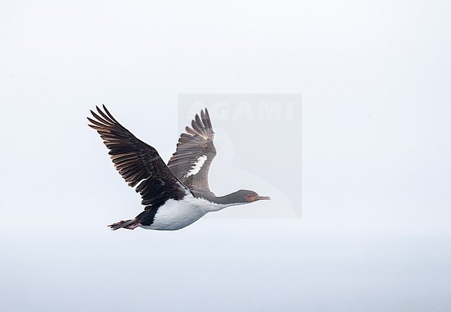 Adult Bounty Shag (Leucocarbo ranfurlyi), also known as the Bounty Island shag, flying over the sea near the Bounty Islands in subantarctic New Zealand. stock-image by Agami/Marc Guyt,