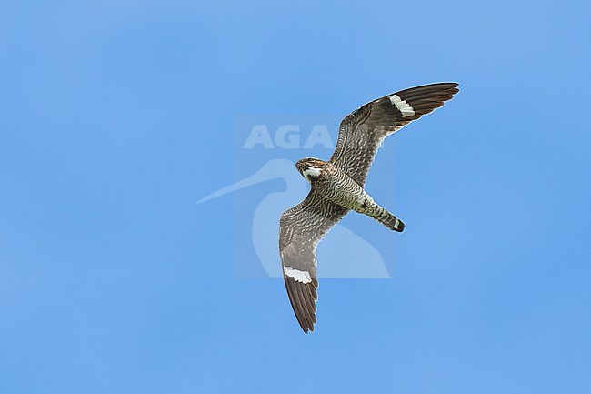 Adult male
Galveston Co., TX
April 2023 stock-image by Agami/Brian E Small,