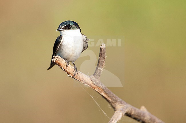 Mangrovezwaluw, Mangrove Swallow stock-image by Agami/Martijn Verdoes,