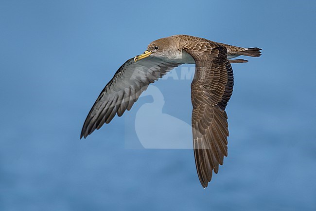 Scopoli's Shearwater, Calonectris diomedea, in Italy. stock-image by Agami/Daniele Occhiato,