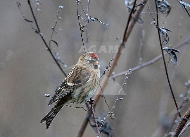 First-winter Lesser Redpoll (Carduelis cabaret) wintering in The Netherlands. stock-image by Agami/Edwin Winkel,