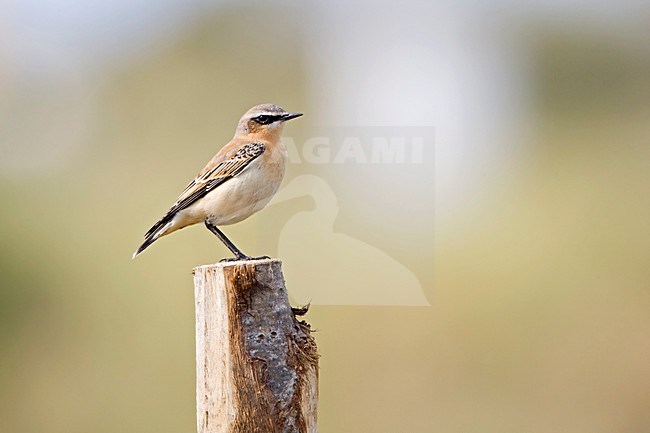 Tapuit winterkleed op paal Nederland, Northern Wheatear adult on pole Netherlands stock-image by Agami/Wil Leurs,