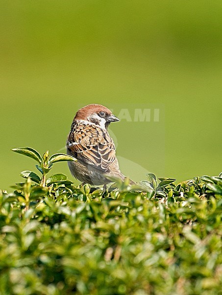 Ringmus, Eurasian Tree Sparrow stock-image by Agami/Roy de Haas,