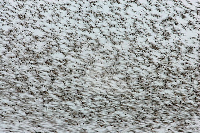 Steltlopers vliegend bij hoogwatervluchtplaats; Waders flying with high tide stock-image by Agami/Menno van Duijn,