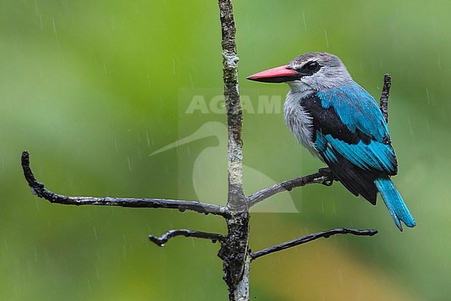 Woodland Kingfisher perched in a tree during rain stock-image by Agami/Dubi Shapiro,