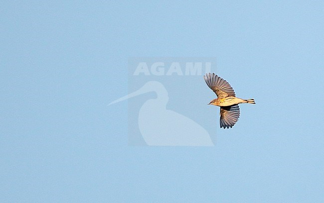 Myrtle Warbler (Setophaga coronata coronata) migrating over Higbee Beach, Cape May, New Jersey in USA. stock-image by Agami/Helge Sorensen,