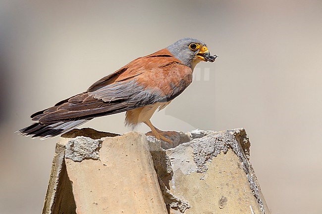 Lesser Kestrel, Adult, Male, Matera, Basilicata, Italy (Falco naumanni) stock-image by Agami/Saverio Gatto,