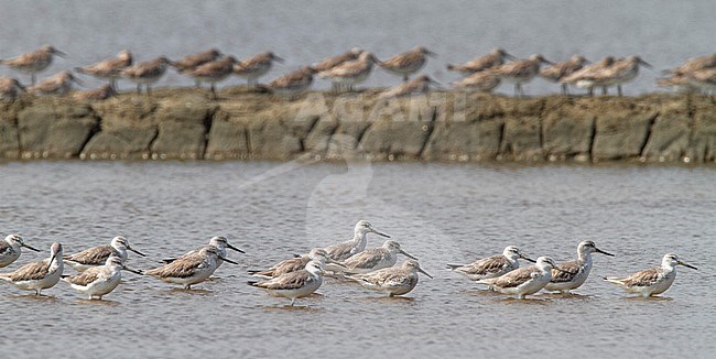 Nordmann's Greenshanks wintering on salt pans close to the Gulf of Thailand. stock-image by Agami/Edwin Winkel,