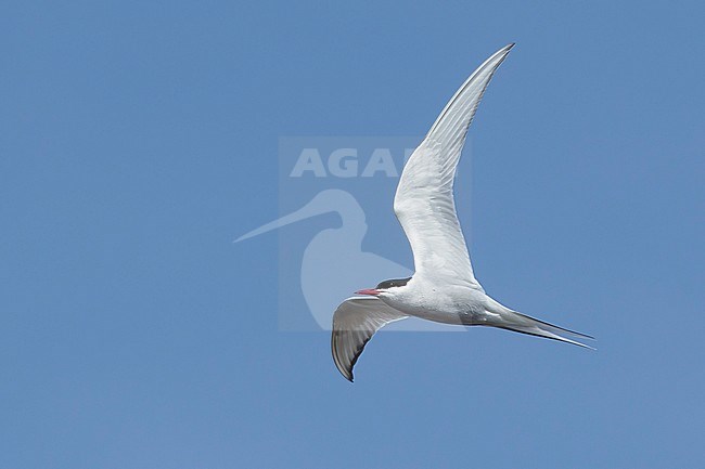 Adult breeding Arctic Tern (Sterna paradisaea) flying over the tundra of Churchill, Manitoba, Canada. With blue sky as a background. stock-image by Agami/Brian E Small,