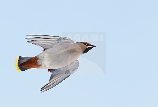 Pestvogel in de vlucht; Bohemian Waxwing in flight stock-image by Agami/Markus Varesvuo,