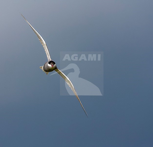 Whiskered Tern (Chlidonias hybrida) in summer plumage in La Brenne, France. stock-image by Agami/Marc Guyt,