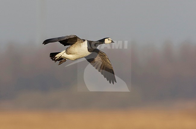 Brandgans in de vlucht; Barnacle Goose in flight stock-image by Agami/Arie Ouwerkerk,