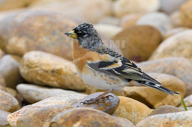 Mannetje Keep; Male Brambling stock-image by Agami/Daniele Occhiato,