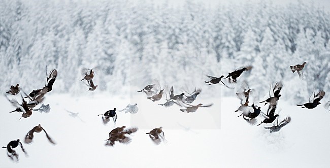 Korhoenders in de vlucht; Black Grouse in flight stock-image by Agami/Markus Varesvuo,