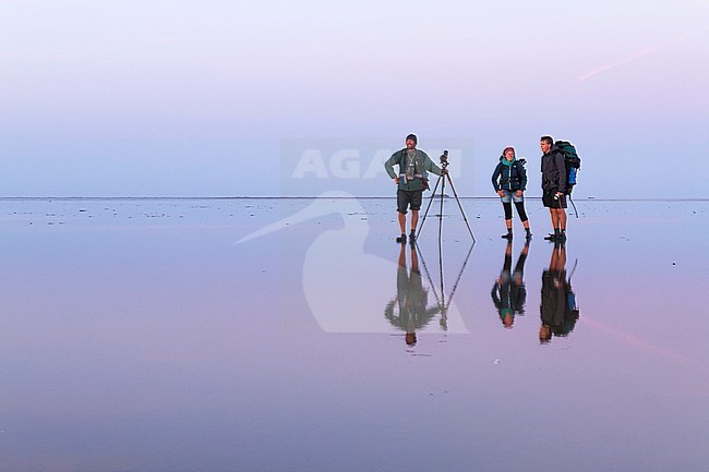 Birdwatchers counting birds in the Wadden Sea, Germany stock-image by Agami/Ralph Martin,