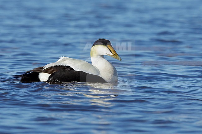 Adult male Hudson Bay American Eider (Somateria mollissima sedentaria) in breeding plumage swimming in Hudson Bay off Churchill, Manitoba, Canada. stock-image by Agami/Brian E Small,