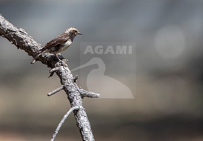 Cyprus Wheatear (Oenanthe cypriaca) during spring on Cyprus. stock-image by Agami/Marc Guyt,