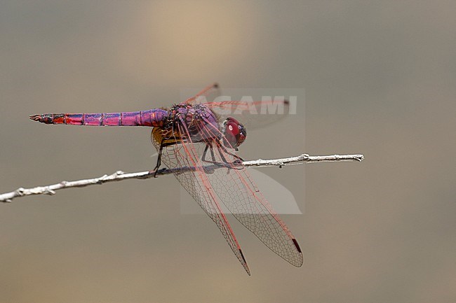 Mannetje Purperlibel, Male Trithemis annulata stock-image by Agami/Wil Leurs,