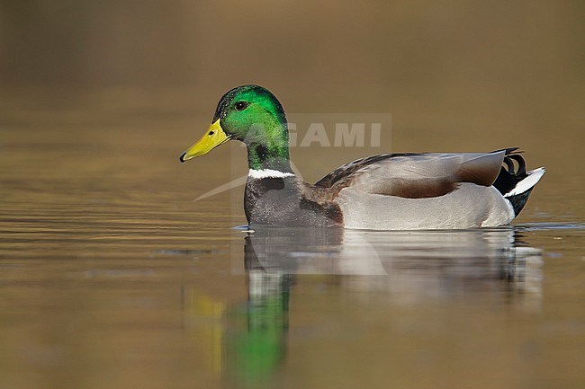 Adult male
Maricopa Co., AZ
January 2015 stock-image by Agami/Brian E Small,