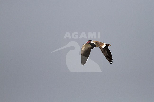 Red-wattled Lapwing - Rotlappenkiebitz - Vanellus indicus ssp. aigneri, Oman, adult stock-image by Agami/Ralph Martin,