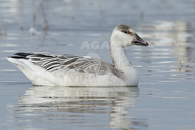 Juveniele witte vorm Sneeuwgans, Juvenile white morph Snow Goose stock-image by Agami/Brian E Small,