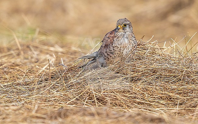Second calendar year male Common Kestrel (Falco tinnunculus tinnunculus) sitting in an agricultural field near Westkapelle, Zeeland, the Netherlands. stock-image by Agami/Vincent Legrand,
